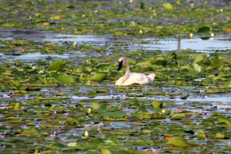 Trumpeter Swan photo