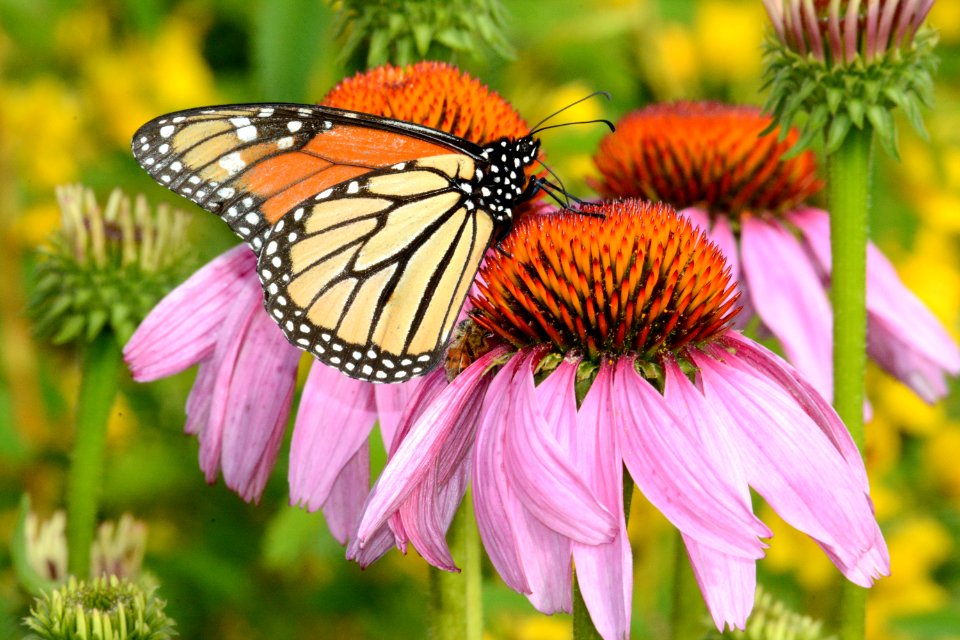 Monarch purple coneflower