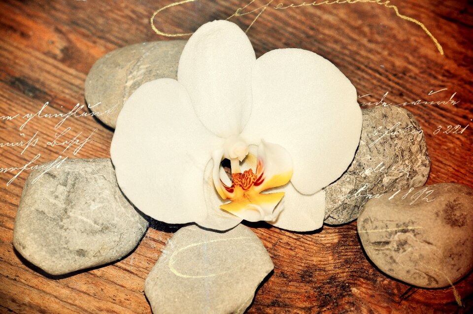 Flower blossom bloom