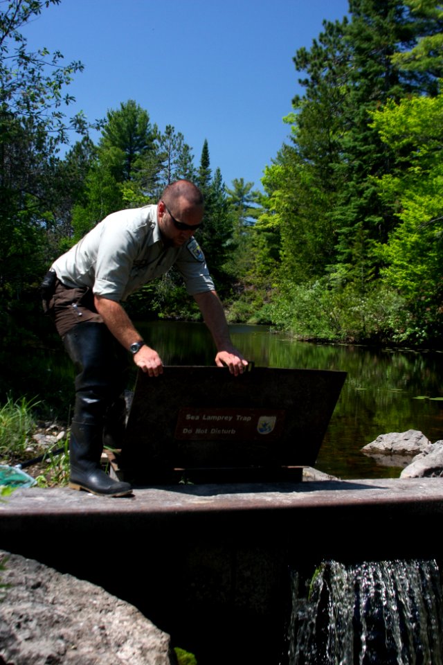 Biological Science Technician, Nik Rewald, Checks Traps for Adult Sea Lamprey photo