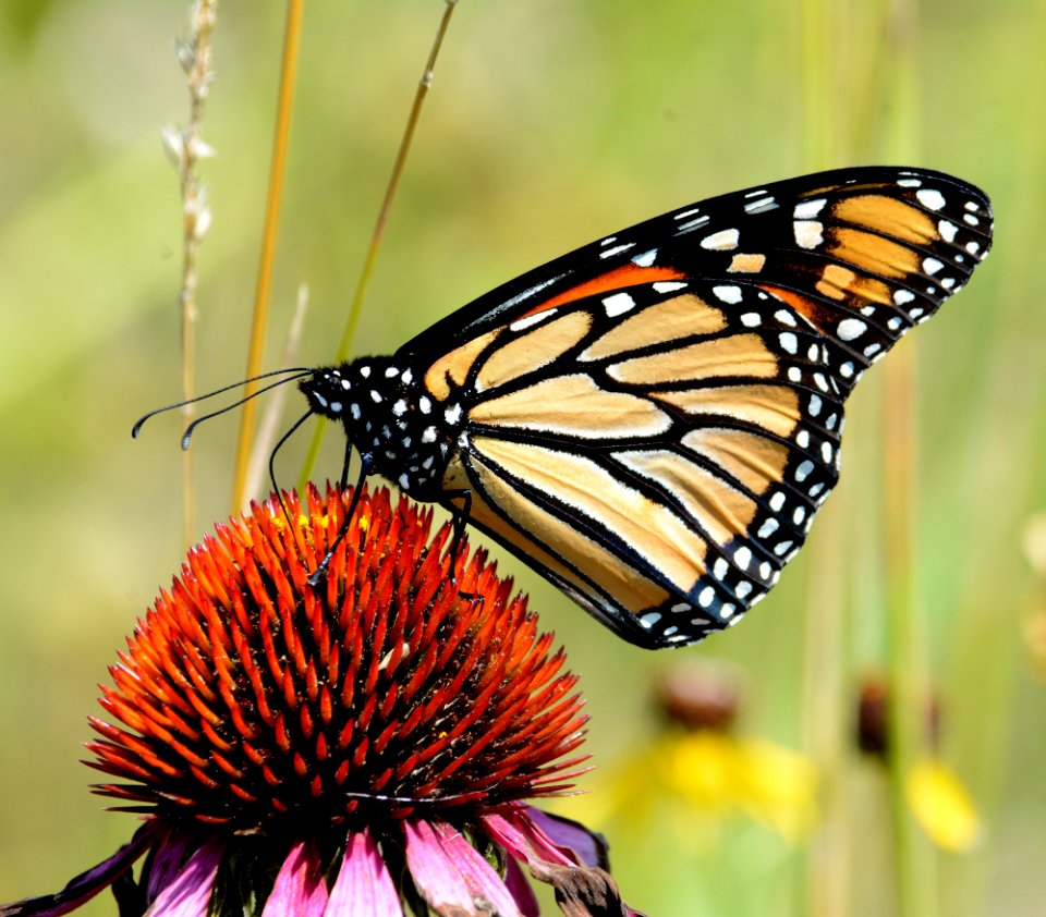 Monarch butterfly on purple coneflower
