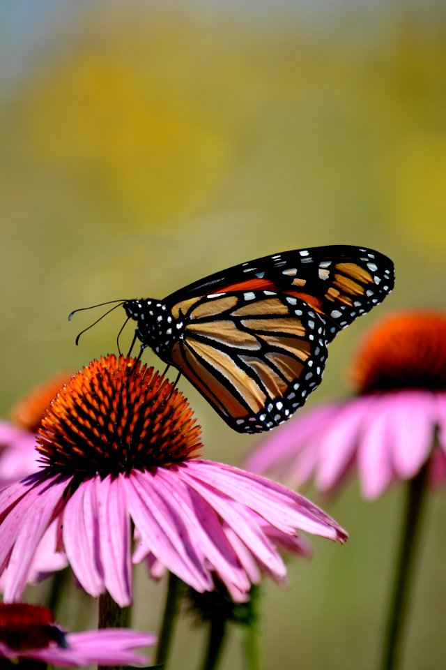 Monarch butterfly on purple coneflower