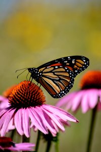 Monarch butterfly on purple coneflower