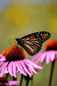 Monarch butterfly on purple coneflower photo