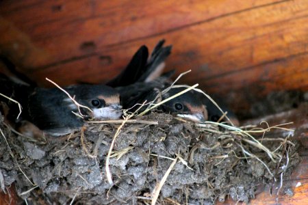 Young Barn Swallows