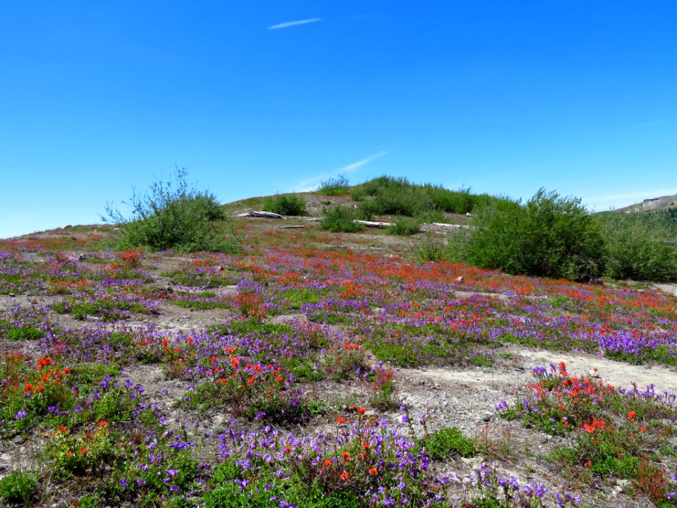Wildflowers at Mt. St. Helens NM in WA
