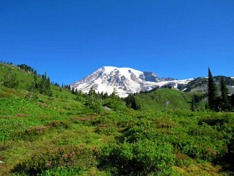 Wildflowers on Skyline Trail at Mt. Rainier NP in WA