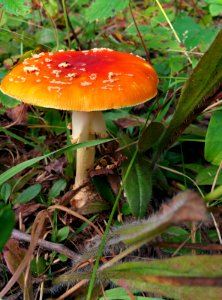 Amanita muscaria
