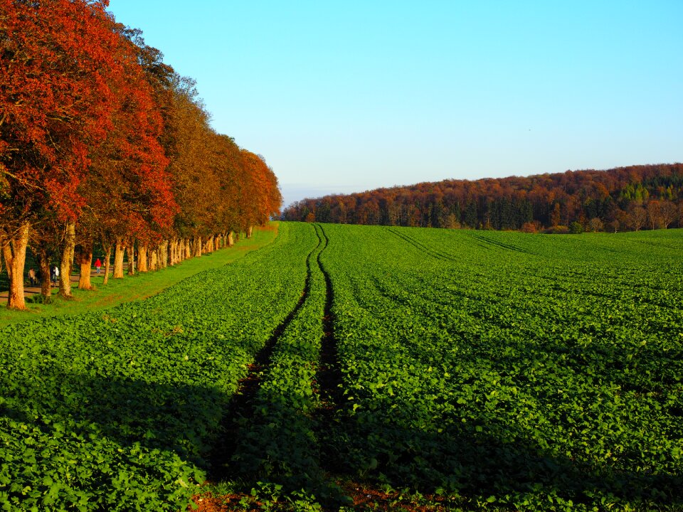 Green manure oilseed rape brassica napus photo