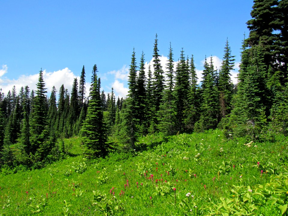 Wildflowers on Skyline Trail at Mt. Rainier NP in WA