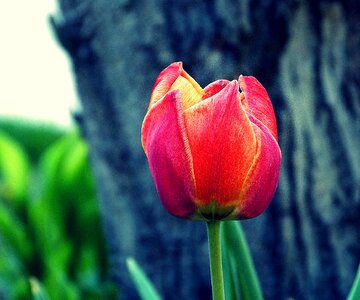 Nature spring flower red tulips