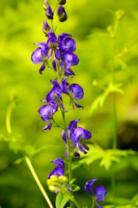 Northern monkshood in bloom