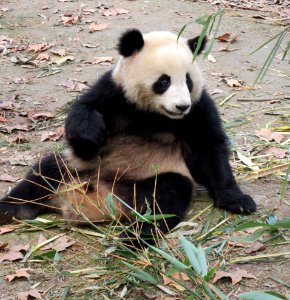 Panda just sitting and relaxing and looking at food Giant Panda Breeding Center Chengdu China photo