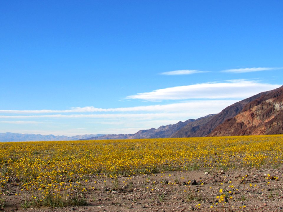 Wildflower Super Bloom at Death Valley NP in CA