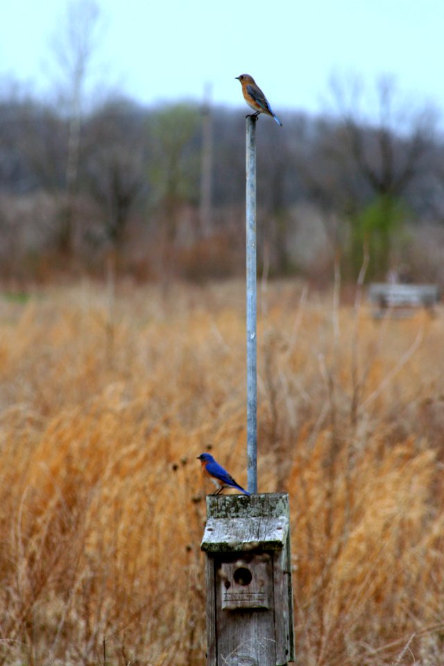 Bluebirds