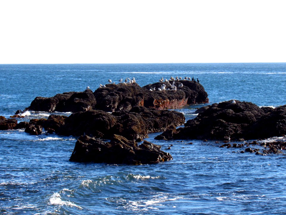 Cobble Beach at Yaquina Head in OR
