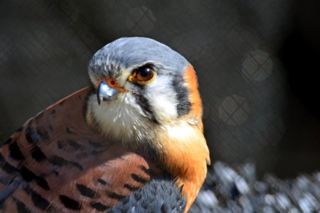 American Kestrel