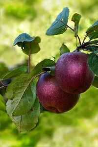 Red apple tree autumn