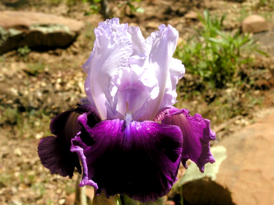 More Irises from Strawberry