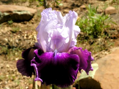 More Irises from Strawberry photo