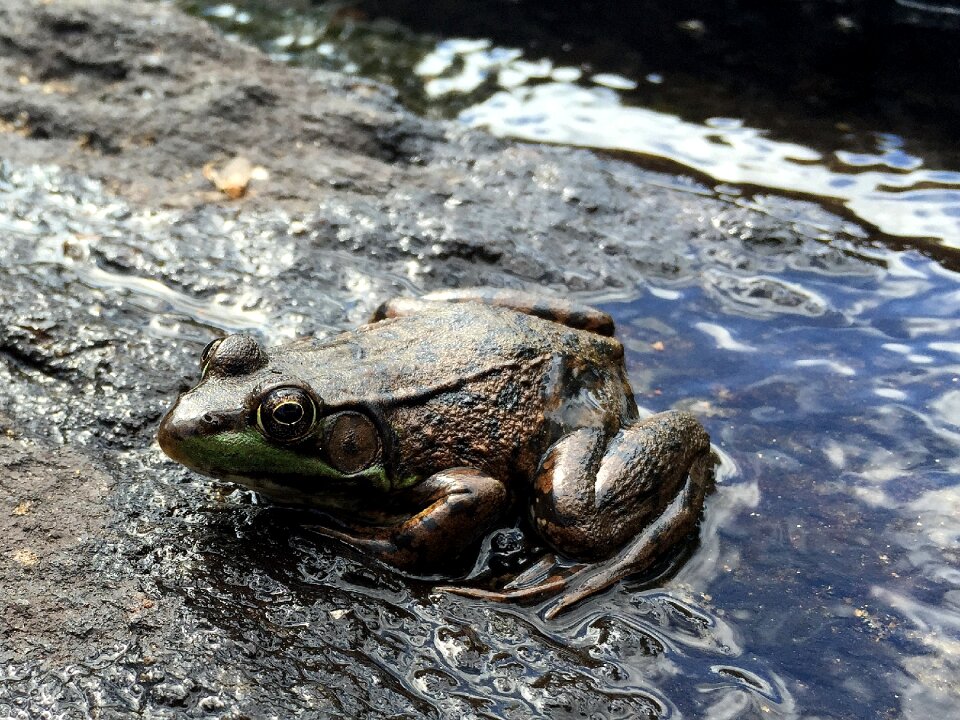 Nature wildlife water photo