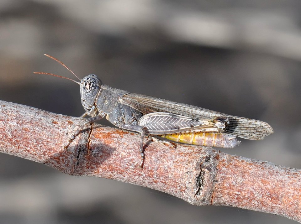 Desert Clicker, Ligurotettix coquilletti