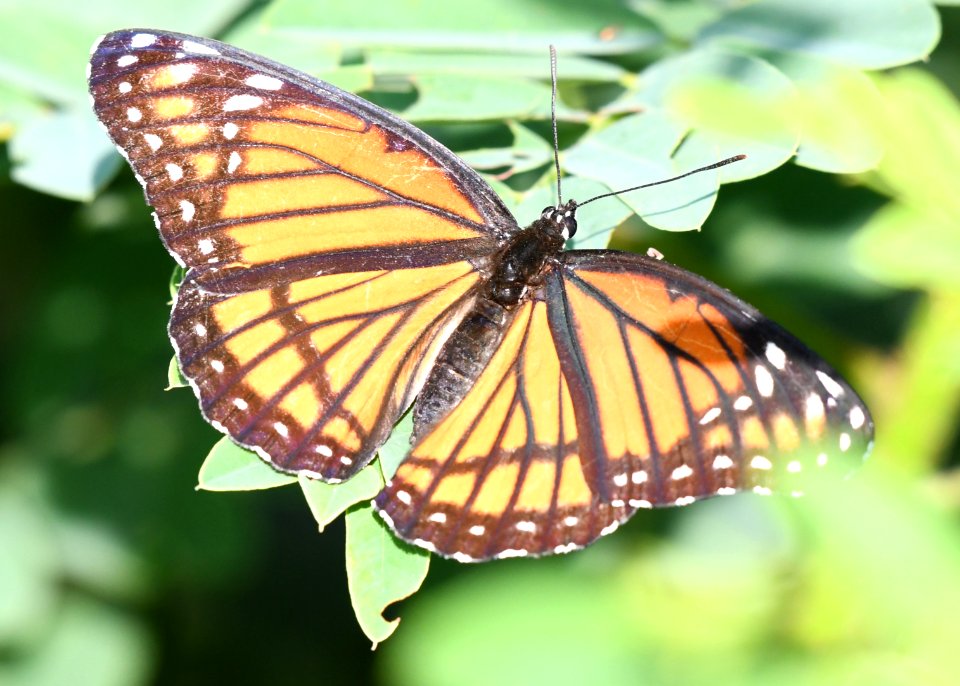 Viceroy Butterfly