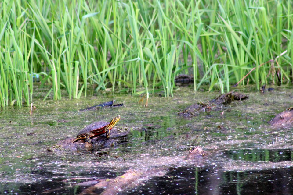 Western Painted Turtle