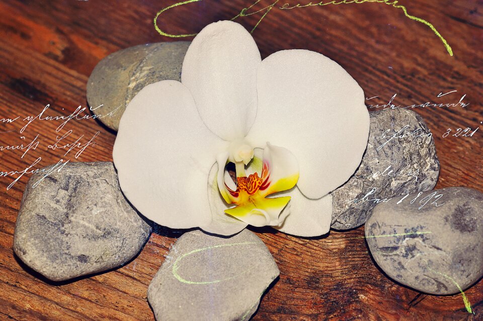 Orchid blossom bloom