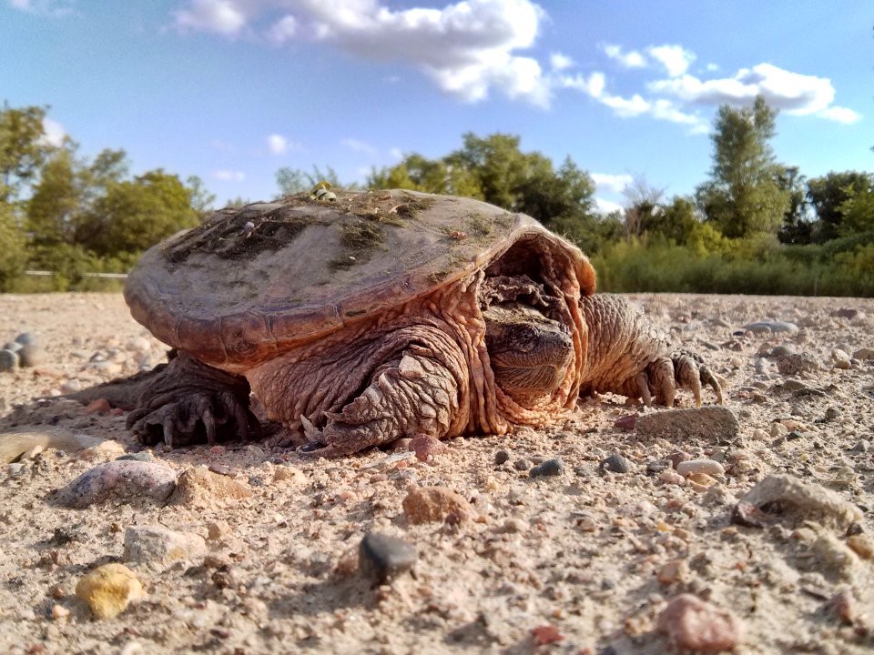 Common Snapping Turtle
