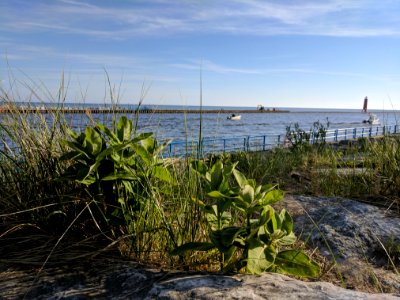 Common milkweed growing along Lake Michigan photo