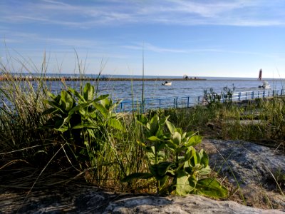 Common milkweed growing along Lake Michigan