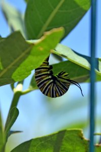 Monarch caterpillar transformation (beginning) photo