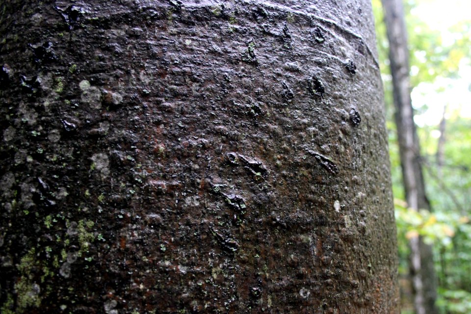 Scars from climbing black bears