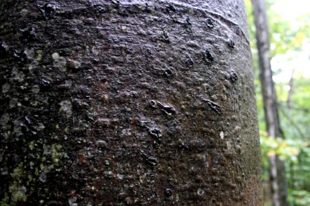 Scars from climbing black bears