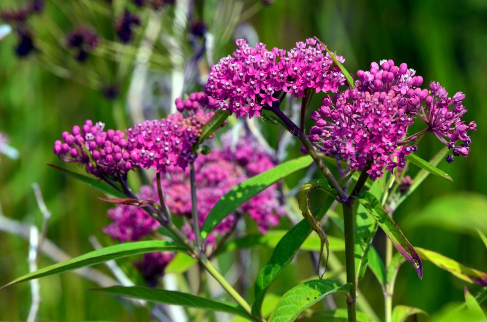Swamp Milkweed at Detroit River International Wildlife Refuge