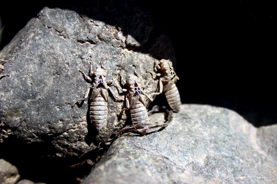 Shed Nymph Skins