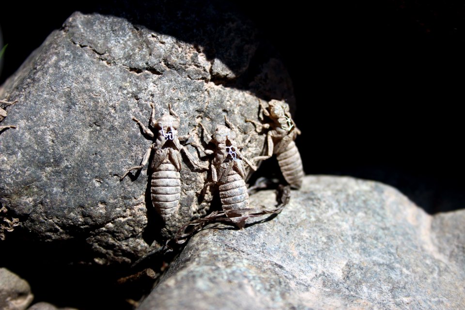 Shed Nymph Skins photo