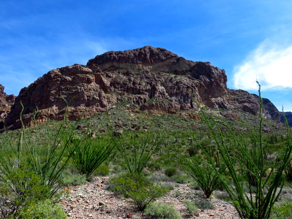 Organ Pipe Cactus NM in AZ