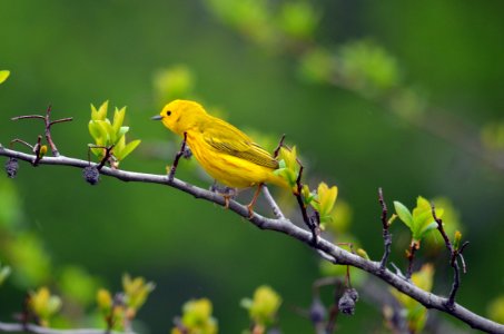 Yellow Warbler photo