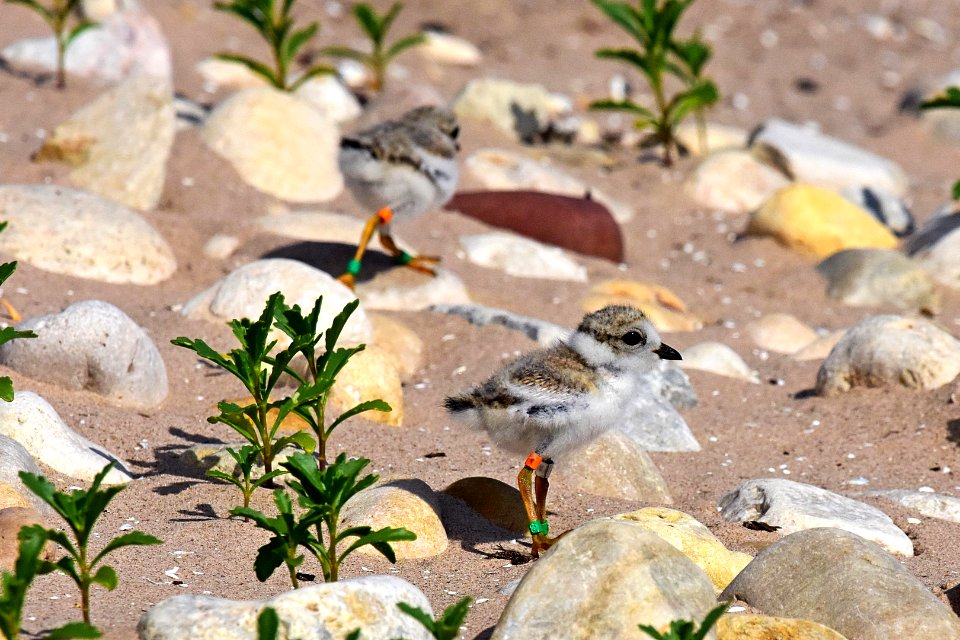 A banded piping plover chick