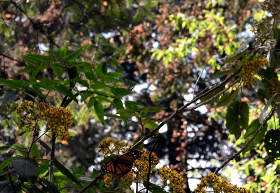 Monarchs in Mexico
