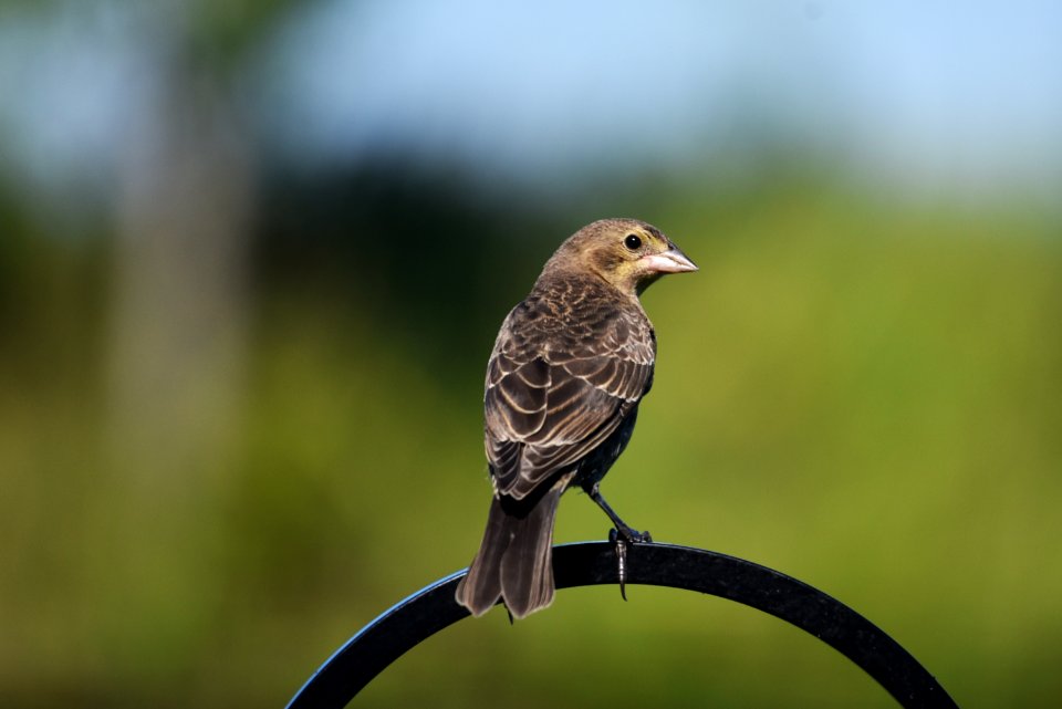 Brown-headed cowbird