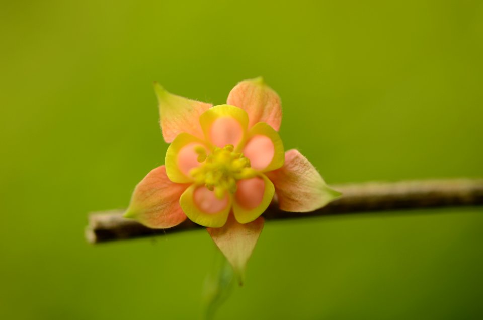 Columbine in bloom