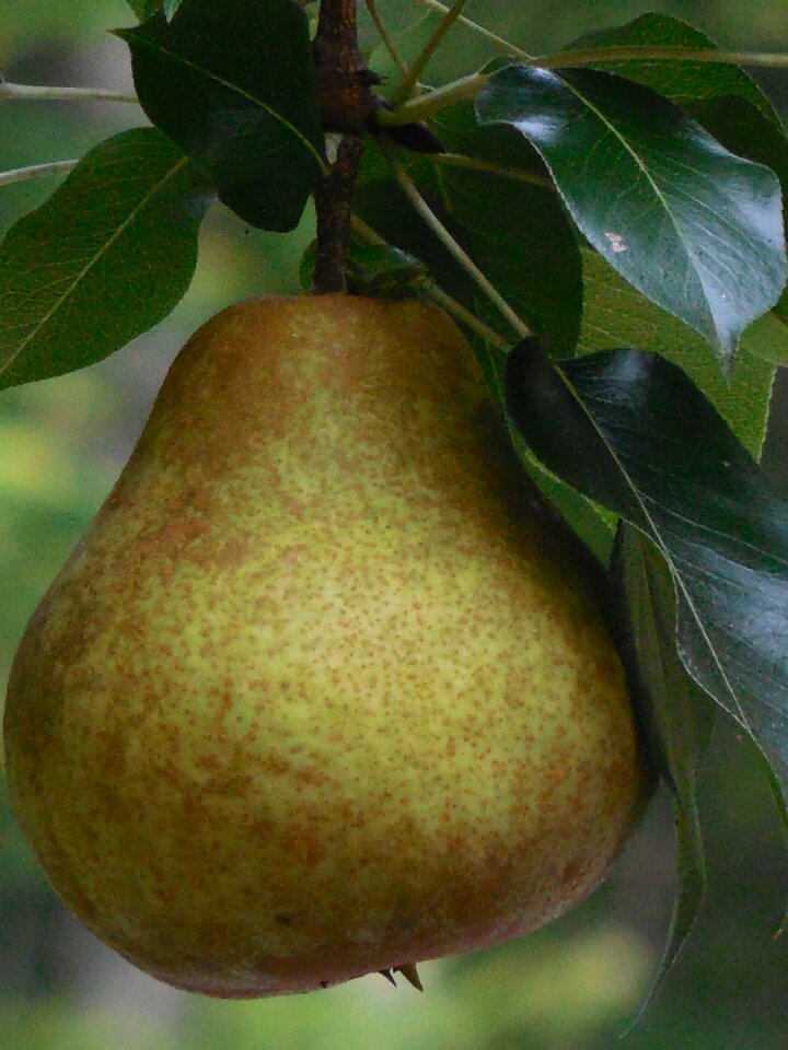 Food healthy sweet