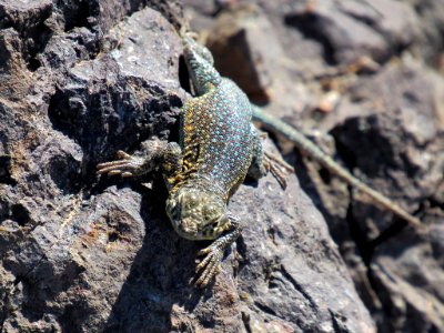 Lizard at Death Valley NP in CA