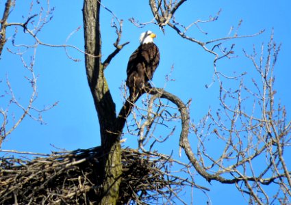 Bald Eagle and Nest photo
