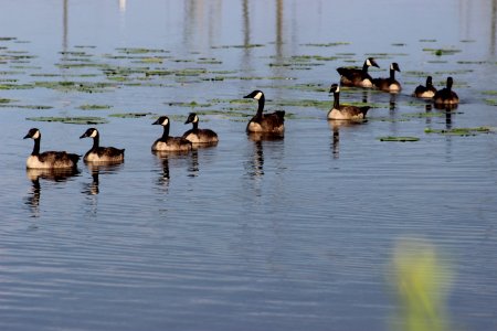 Canada Geese