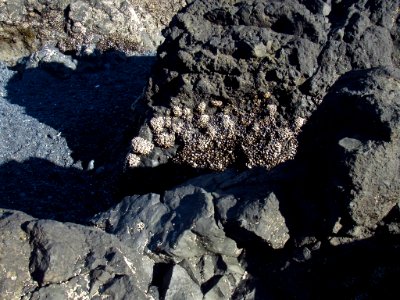 Cobble Beach at Yaquina Head in OR photo