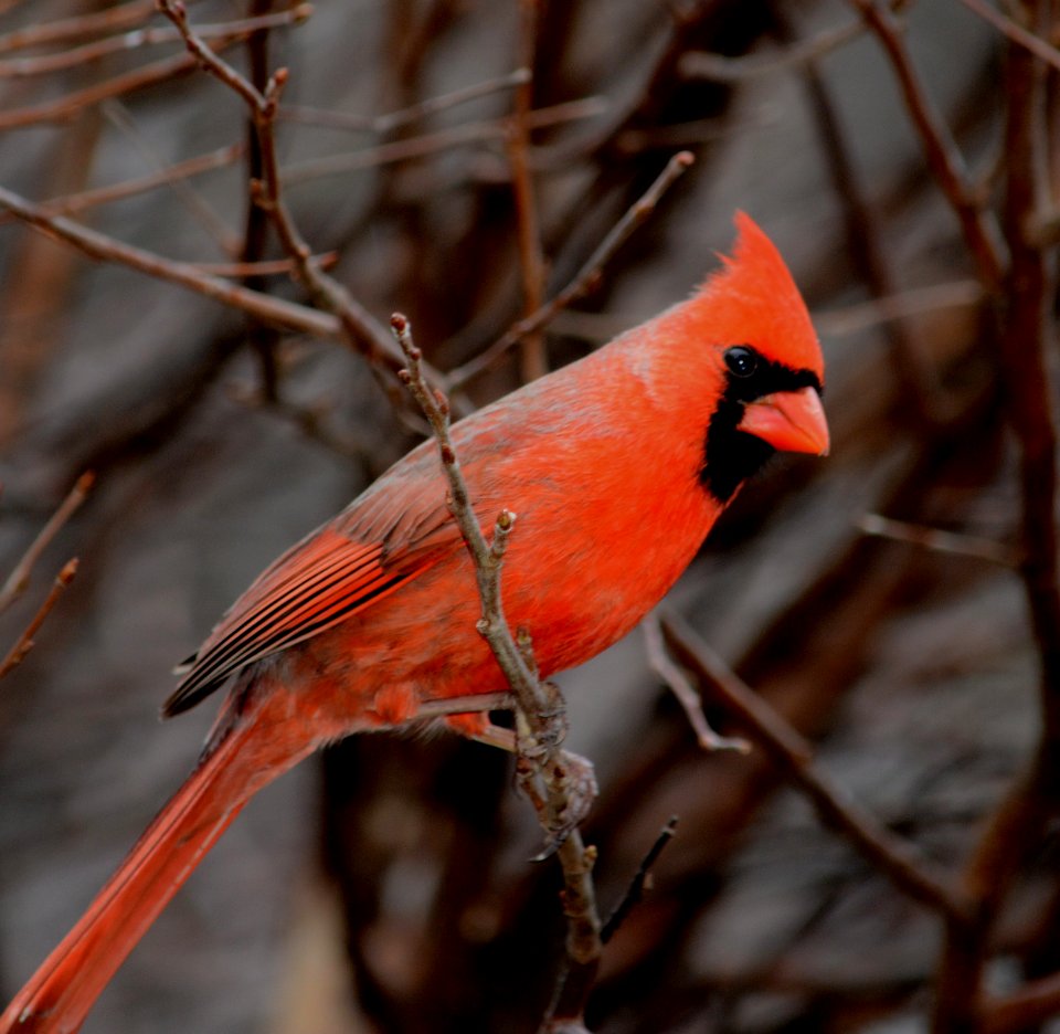 Northern cardinal